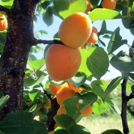 Prázdninový dům Casa Nell'orto Termini Imerese
